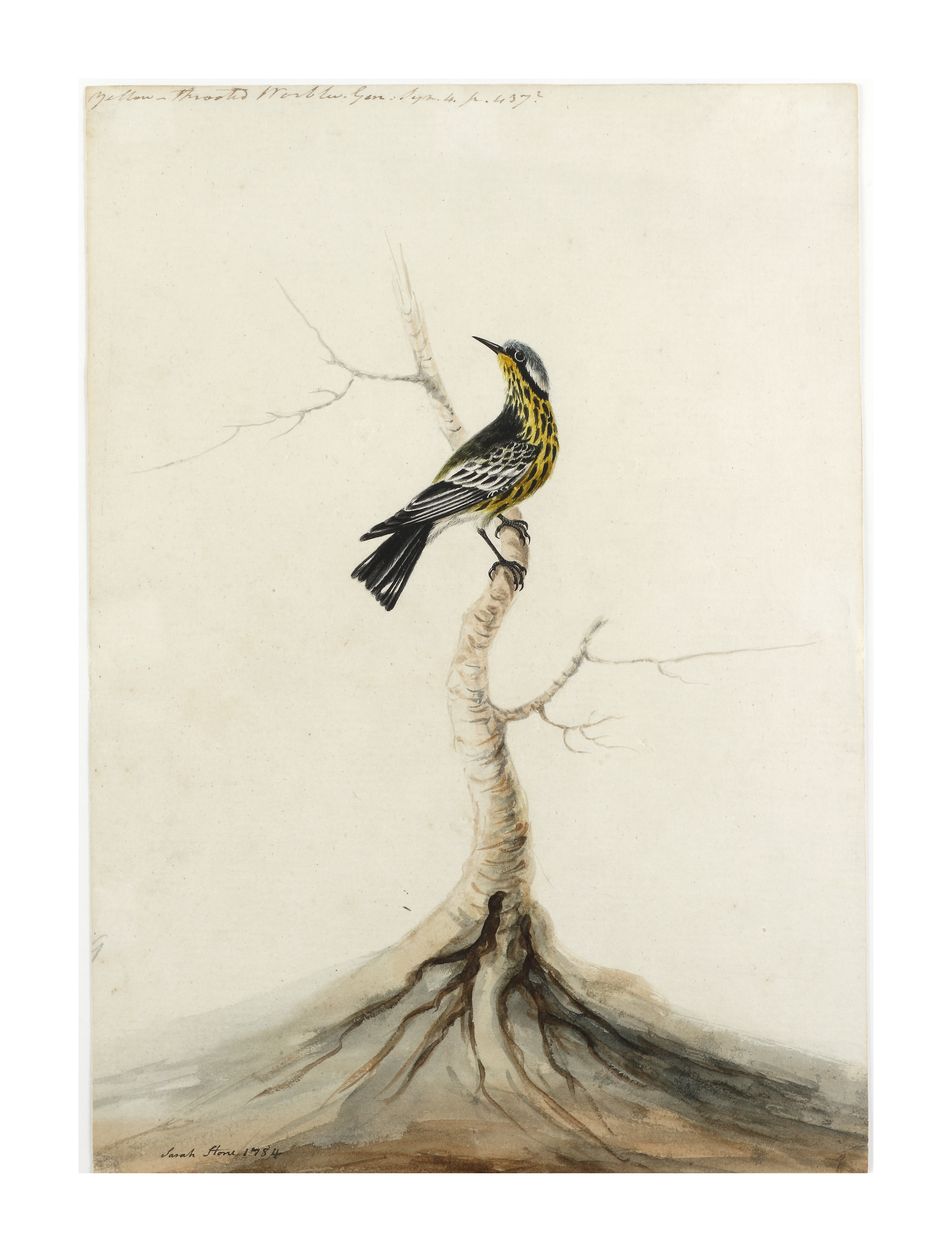 Sarah Stone (1760 - 1844)